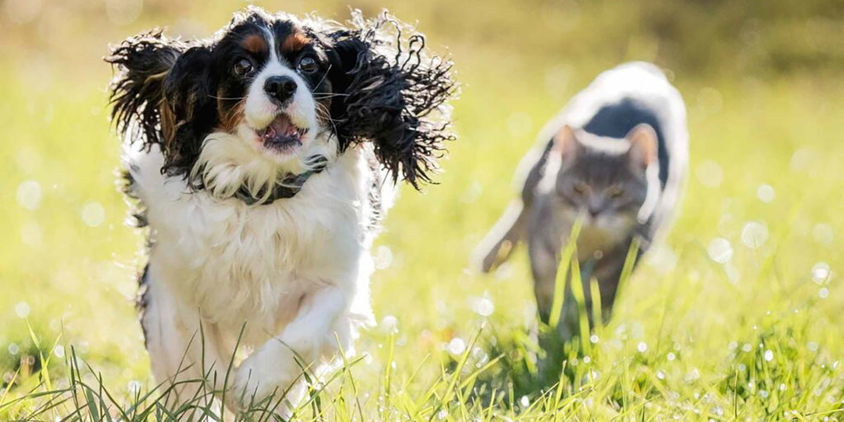 Cat and dog Foods to Help Fight Bacterial Infections in Your Pet By PetWell